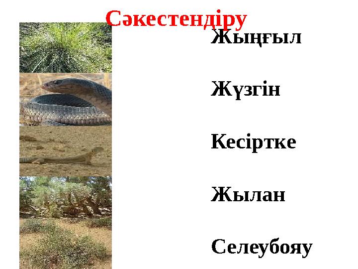 Жыңғыл Жүзгін Кесіртке Жылан СелеубояуСәкестендіру