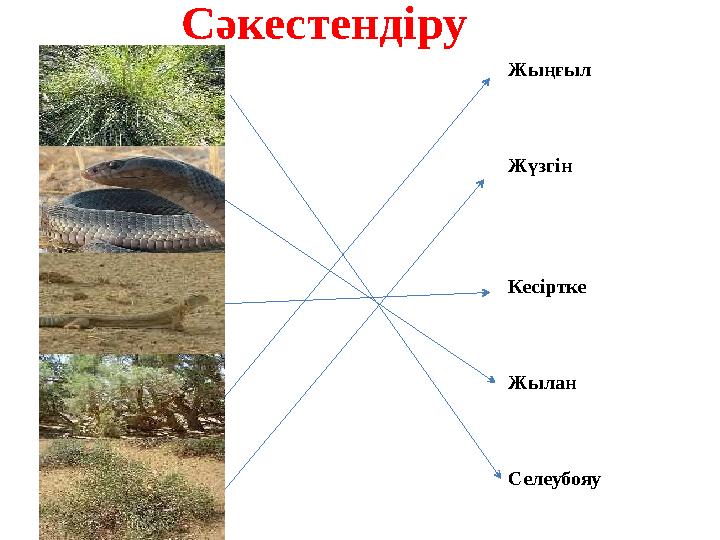 Сәкестендіру Жыңғыл Жүзгін Кесіртке Жылан Селеубояу