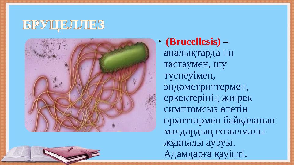 БРУЦЕЛЛЕЗ • ( Brucellesis) – аналықтарда іш тастаумен, шу түспеуімен, эндометриттермен, еркектерінің жиірек симптомсыз