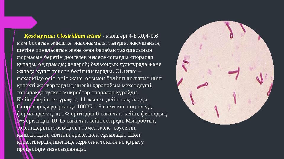 Қоздырушы Clostridium tetani - мөлшері 4-8 х0,4-0,6 мкм болатын жіңішке жылжымалы таяқша, жасушаның шетіне орналасатын және