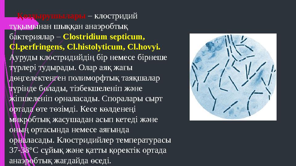 Қоздырушылары – клостридий тұқымынан шыққан анаэробтық бактериялар – Clostridium septicum, Cl.perfringens, Cl.histolyticum,