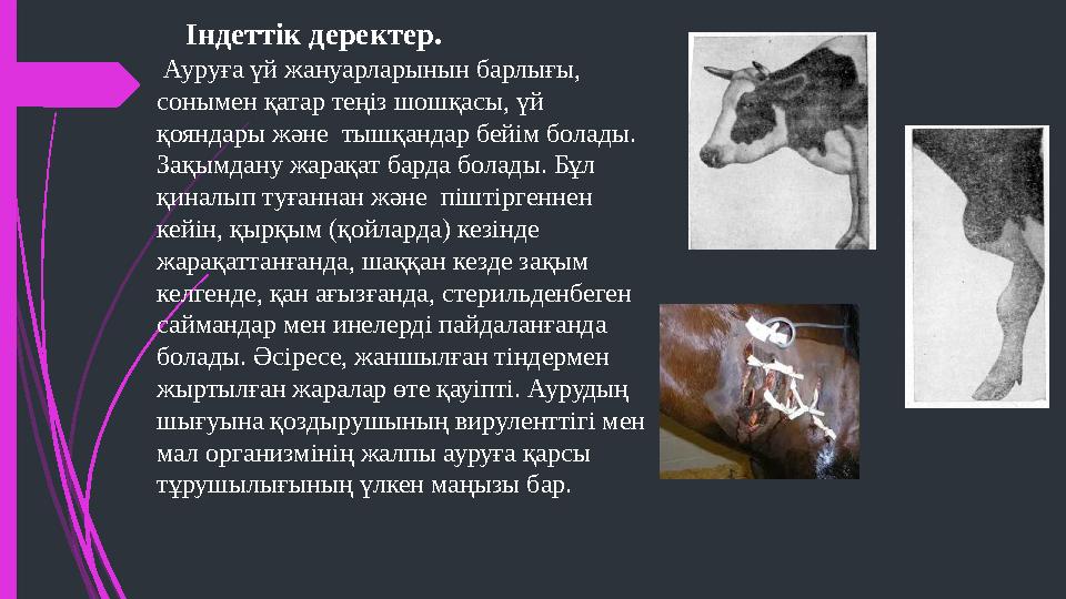 Індеттік деректер. Ауруға үй жануарларынын барлығы, сонымен қатар теңіз шошқасы, үй қояндары және тышқандар бейім болады.