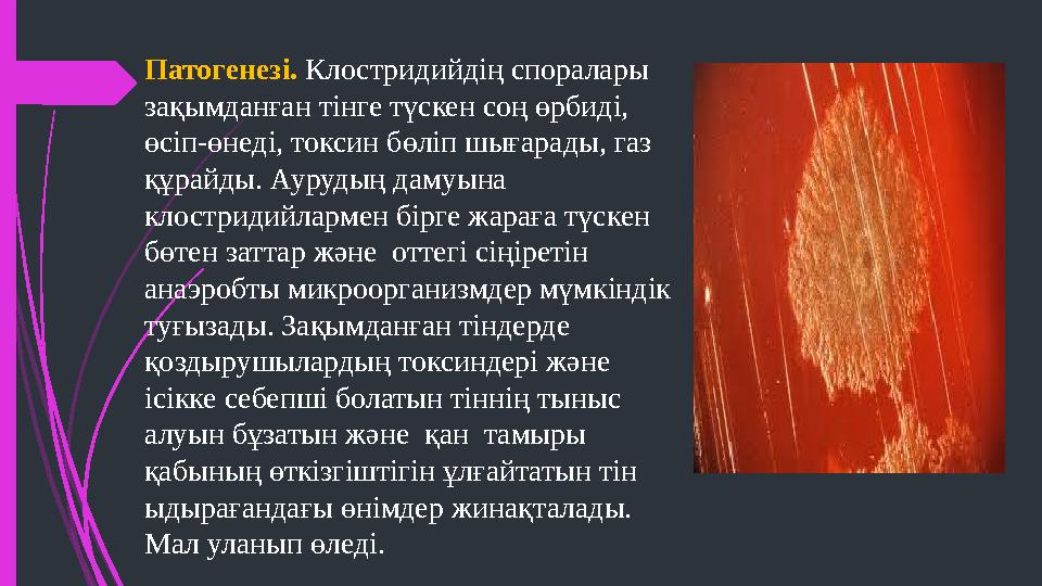 Патогенезі. Клостридийдің споралары зақымданған тінге түскен соң өрбиді, өсіп-өнеді, токсин бөліп шығарады, газ құрайды. Аур