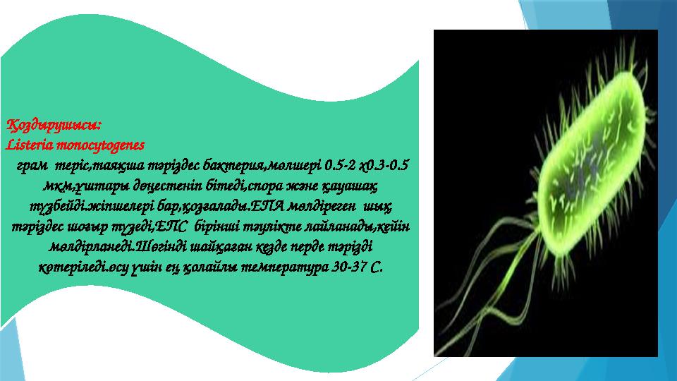 Қоздырушысы: Listeria monocytogenes грам теріс,таяқша тәріздес бактерия,мөлшері 0.5-2 x0.3-0.5 мкм,ұштары дөңестеніп бітеді