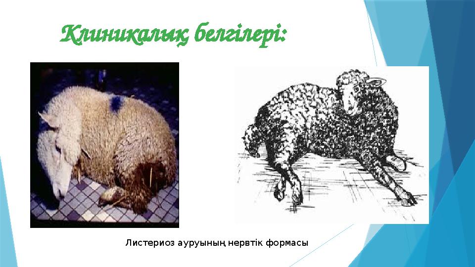 Клиникалық белгілері: Листериоз ауруының нервтік формасы