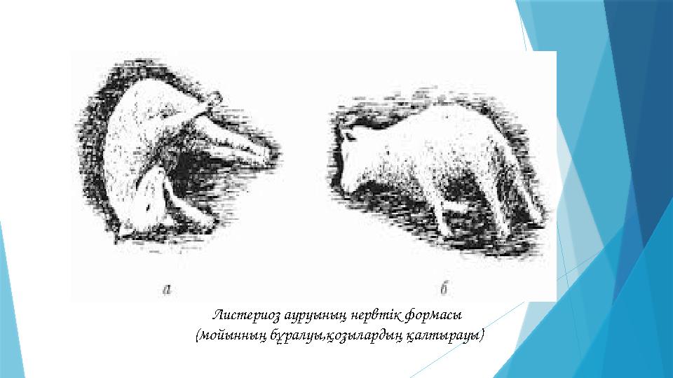 Листериоз ауруының нервтік формасы (мойынның бұралуы,қозылардың қалтырауы)
