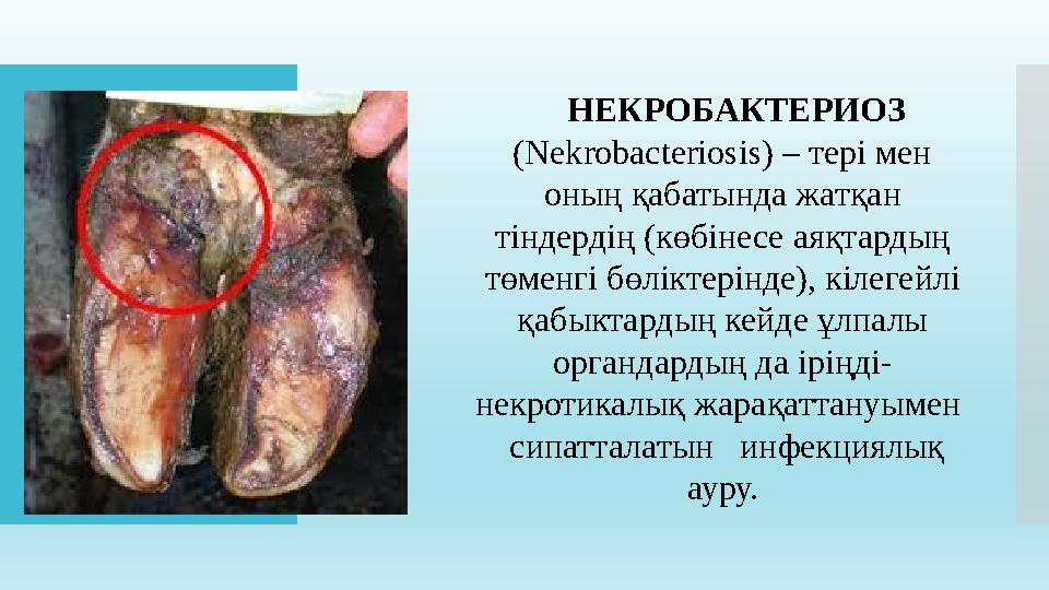 НЕКРОБАКТЕРИОЗ (Nekrobacteriosis) – тері мен оның қабатында жатқан тіндердің (көбінесе аяқтардың төменгі бөліктерінде), кіл