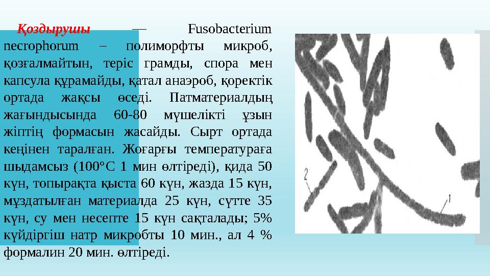 Қоздырушы — Fusobacterium necrophorum – полиморфты микроб, қозғалмайтын, теріс грамды, спора мен капсула құрамайды,