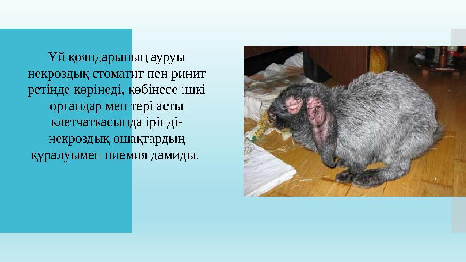 Үй қояндарының ауруы некроздық стоматит пен ринит ретінде көрінеді, көбінесе ішкі органдар мен тері асты клетчаткасында ірін