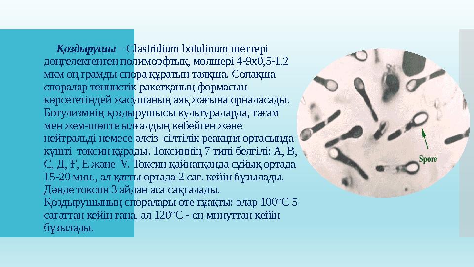 Қоздырушы – Clastridium botulinum шеттері дөңгелектенген полиморфтық, мөлшері 4-9x0,5-1,2 мкм оң грамды спора құратын таяқша.