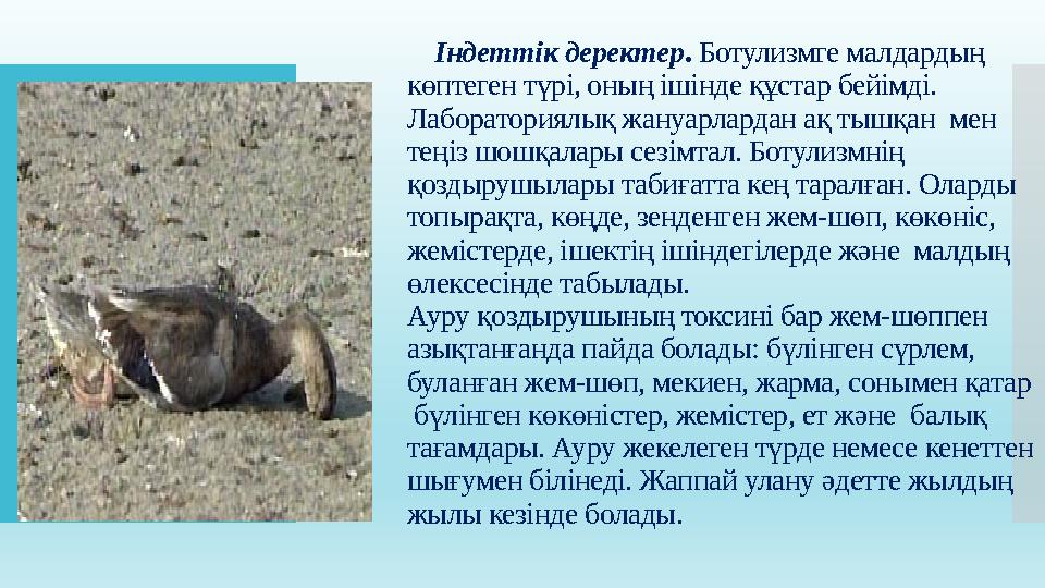 Індеттік деректер . Ботулизмге малдардың көптеген түрі, оның ішінде құстар бейімді. Лабораториялық жануарлардан ақ тышқан ме