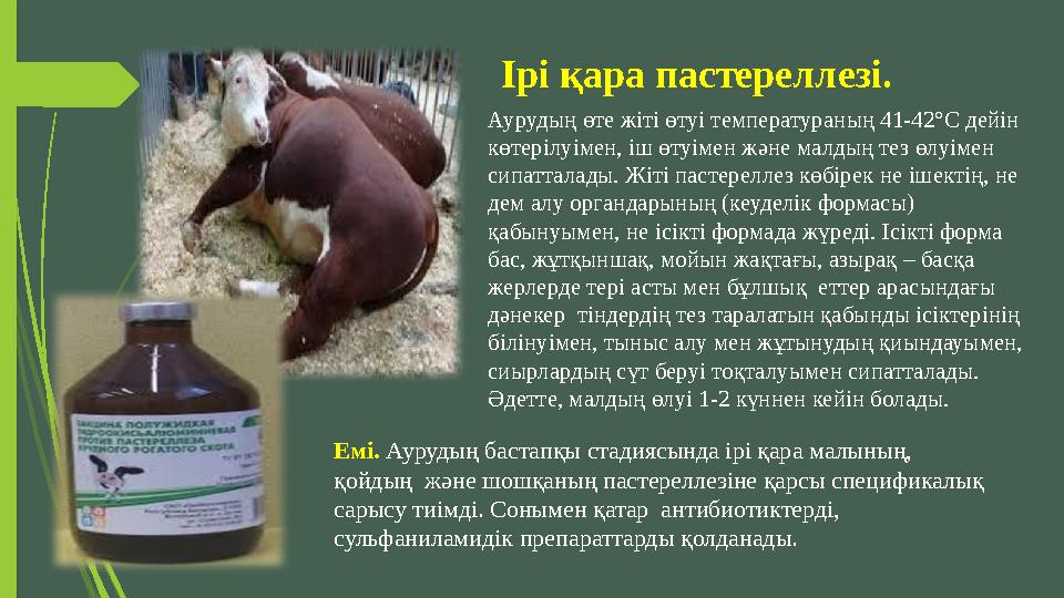 Ірі қара пастереллезі. Аурудың өте жіті өтуі температураның 41-42°С дейін көтерілуімен, іш өтуімен және малдың тез өлуімен сип