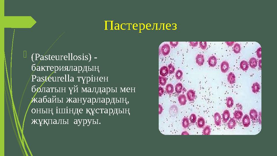 Пастереллез  (Pasteurellosis) - бактериялардың Pasteurella түрінен болатын үй малдары мен жабайы жануарлардың, оның іш