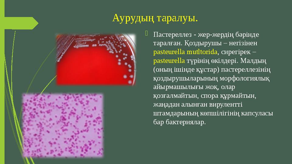 Аурудың таралуы.  Пастереллез - жер-жердің бәрінде таралған. Қоздырушы – негізінен pasteurella mutltorida , сирегірек –