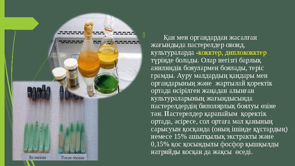  Қан мен органдардан жасалған жағындыда пастерелдер овоид, культураларда - кокктер, диплококктер түрінде болады. Ола