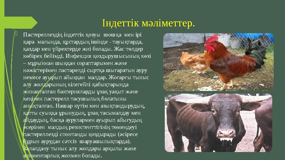 Індеттік мәліметтер.  Пастереллездің індеттік қозуы шошқа мен ірі қара малында, құстардың ішінде - тауықтарда, қаздар мен