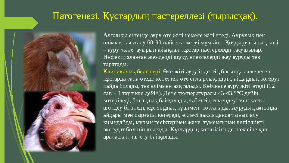 Патогенезі. Құстардың пастереллезі (тырысқақ). Алғашқы енгенде ауру өте жіті немесе жіті өтеді. Аурулық пен өліммен аяқталу 60-