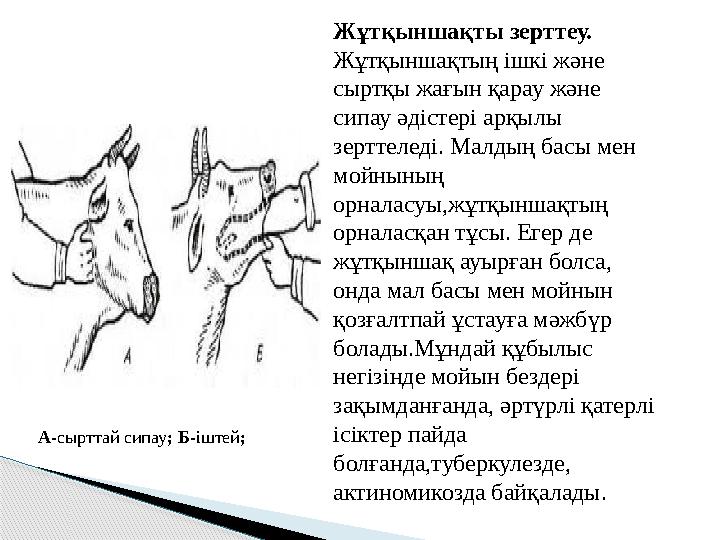 Жұтқыншақты зерттеу. Жұтқыншақтың ішкі және сыртқы жағын қарау және сипау әдістері арқылы зерттеледі. Малдың басы мен мойны