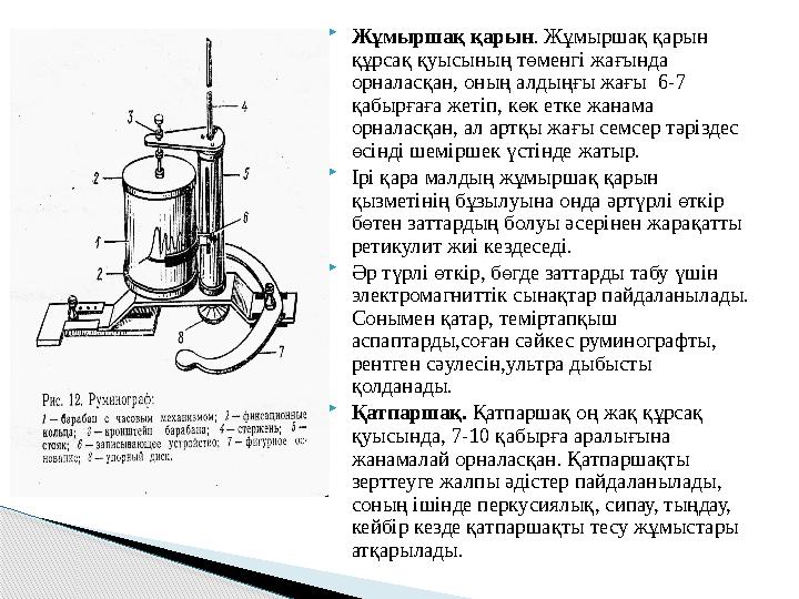  Жұмыршақ қарын . Жұмыршақ қарын құрсақ қуысының төменгі жағында орналасқан, оның алдыңғы жағы 6-7 қабырғаға жетіп, көк е