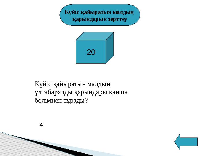 Күйіс қайыратын малдың қарындарын зерттеу 20 Күйіс қайыратын малдың ұлтабаралды қарындары қанша бөлімнен тұрады ?