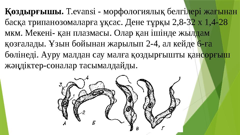 Қоздырғышы. Т.evansi - морфологиялық белгілері жағынан басқа трипанозомаларға ұқсас. Дене тұрқы 2,8-32 х 1,4-28 мкм. Мекені-