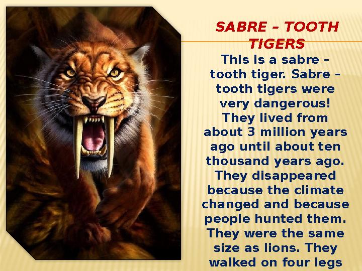 SABRE – TOOTH TIGERS This is a sabre – tooth tiger. Sabre – tooth tigers were very dangerous! They lived from about 3 milli