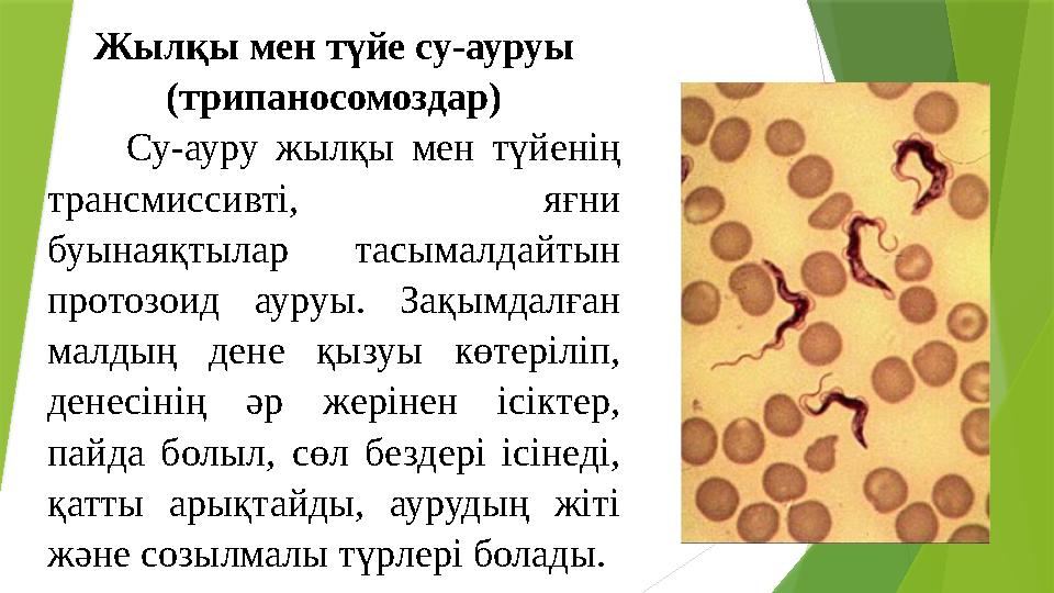 Шахзоданың жалаңаш суреттері