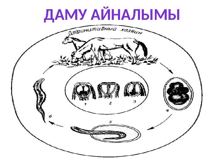 ДАМУ АЙНАЛЫМЫ