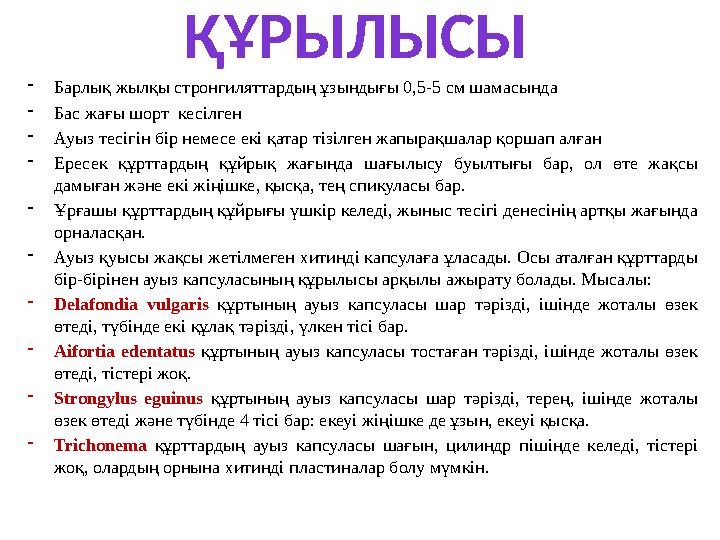 ҚҰРЫЛЫСЫ - Барлық жылқы стронгиляттардың ұзындығы 0,5-5 см шамасында - Бас жағы шорт кесілген - Ауыз тесігін бір немесе екі