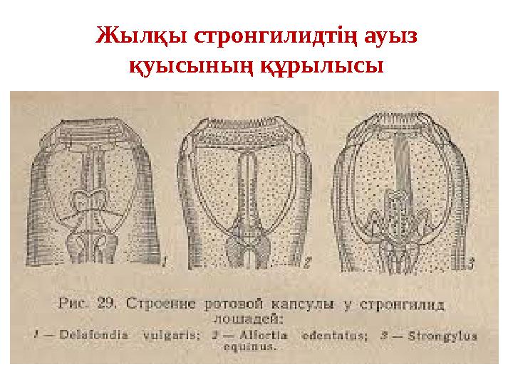 Жылқы стронгилидтің ауыз қуысының құрылысы