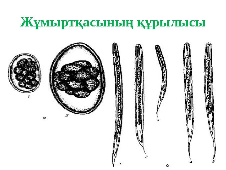Жұмыртқасының құрылысы