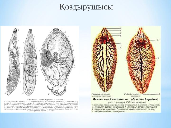 Қоздырушысы