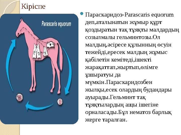 Гусарлардың жыныстық позициясы