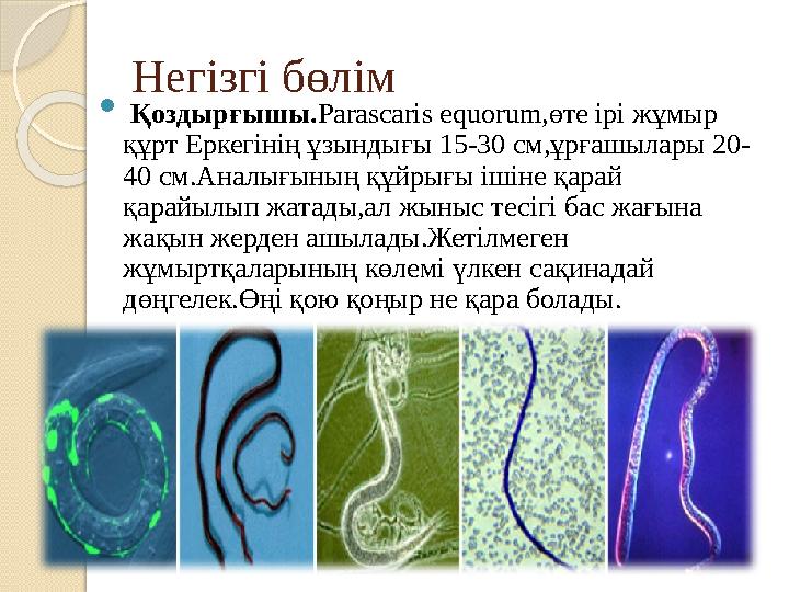 Негізгі бөлім  Қоздырғышы. Parascaris equorum ,өте ірі жұмыр құрт Еркегінің ұзындығы 15-30 см,ұрғашылары 20- 40 см.Аналығыны
