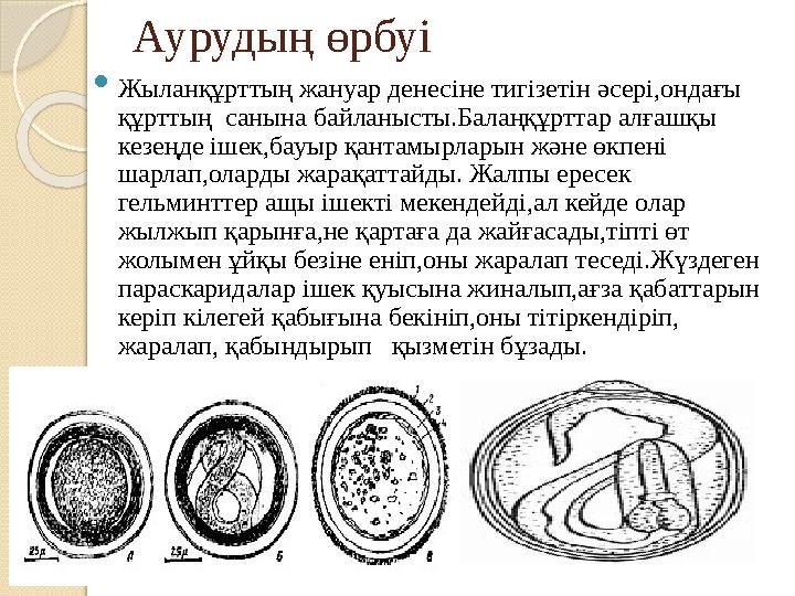 Қайын енесі күйеу баласын порномен қандырды