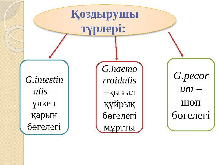 Қоздырушы түрлері: G.intestin alis – үлкен қарын бөгелегі G.haemo rroidalis – қызыл құйрық бөгелегі мұртты G.pecor