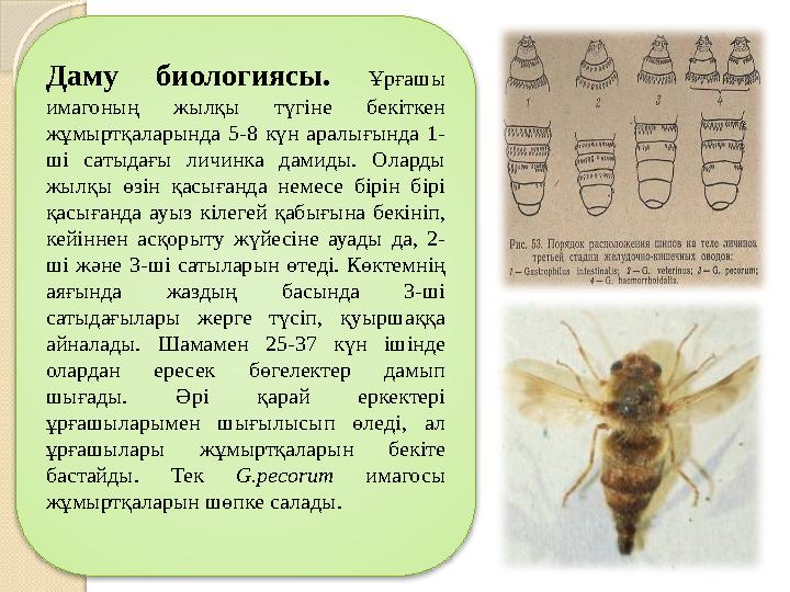 Даму биологиясы. Ұрғашы имагоның жылқы түгіне бекіткен жұмыртқаларында 5-8 күн аралығында 1- ші сатыдағы личинка д