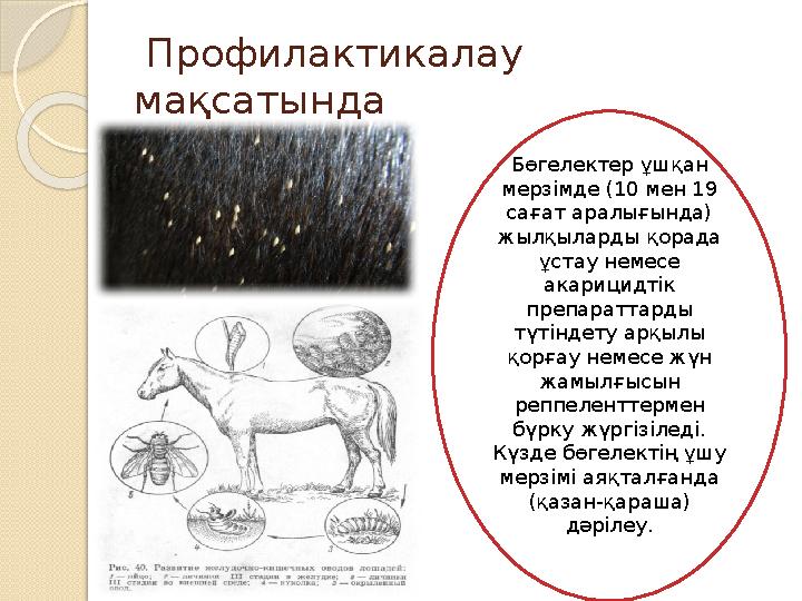 Профилактикалау мақсатында Бөгелектер ұшқан мерзімде (10 мен 19 сағат аралығында) жылқыларды қорада ұстау немесе акариц