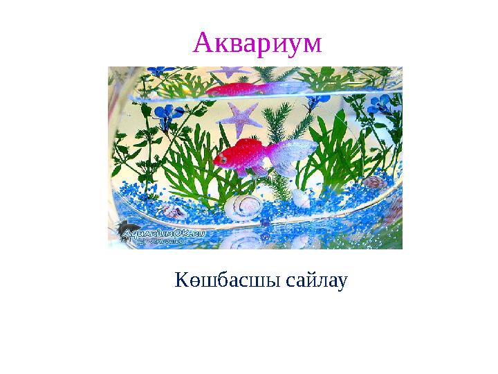 Аквариум Көшбасшы сайлау