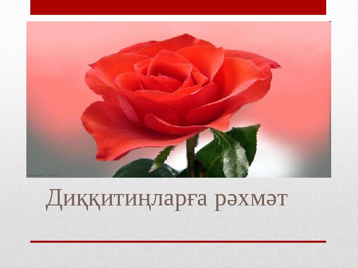 Диққитиңларға рәхмәт