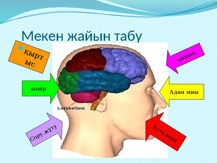 Мекен жайын табу қ ы р т ы с м и ш ы қ көпір Адам миы С ор у.ж ұту Е сту,көру