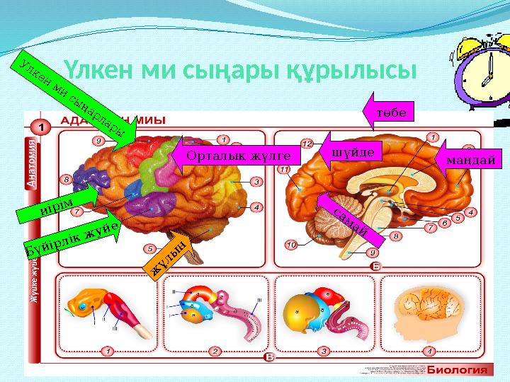 Үлкен ми сыңары құрылысыж ұлы н Б үй ір л ік ж у й е и ір ім Улкен м и сы ңарлары Орталық жүлге сам ай шүйде төбе маңдай