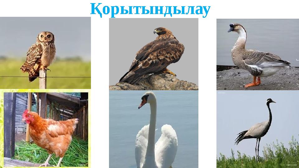 Қорытындылау