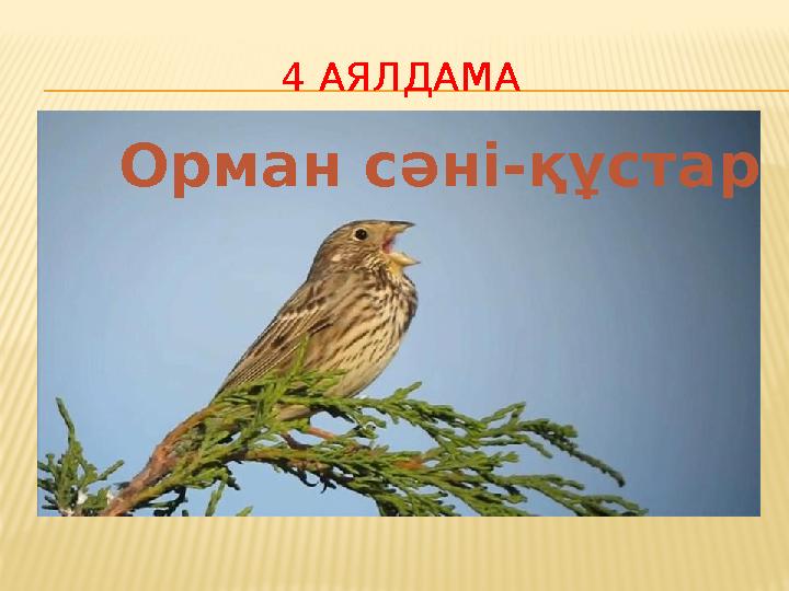 4 АЯЛДАМА Орман сәні-құстар