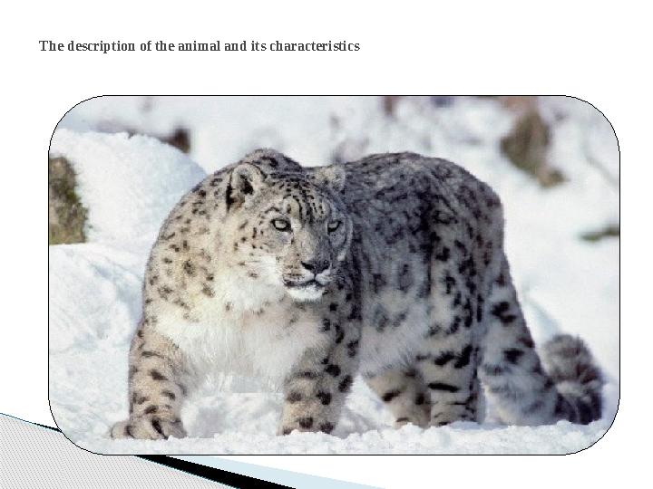 The description of the animal and its characteristics
