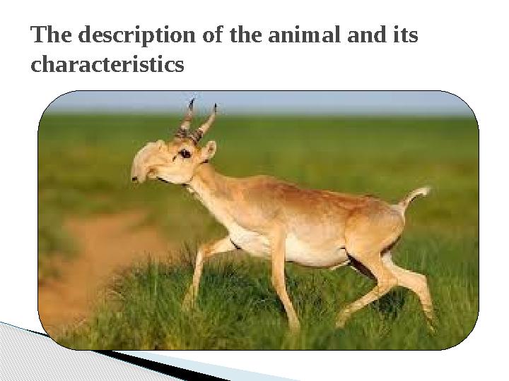 The description of the animal and its characteristics