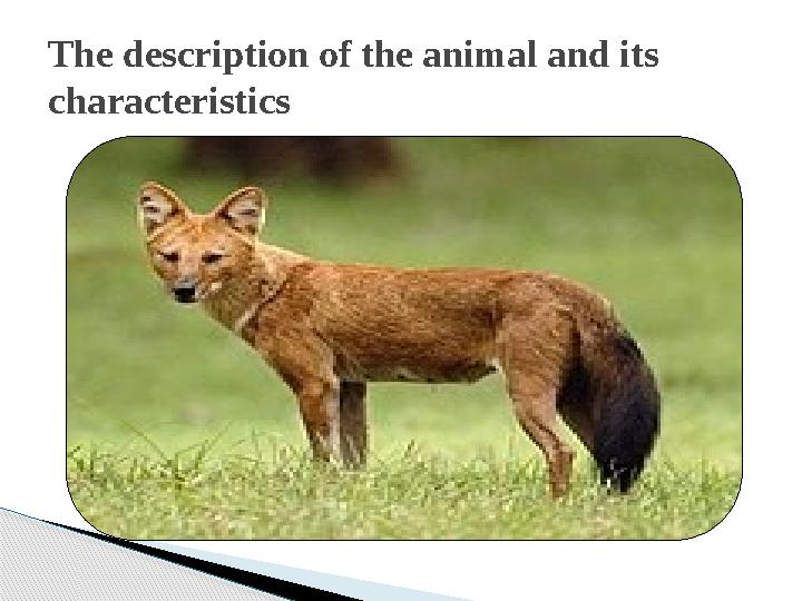 The description of the animal and its characteristics