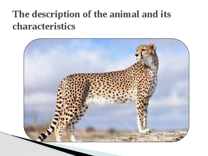 The description of the animal and its characteristics