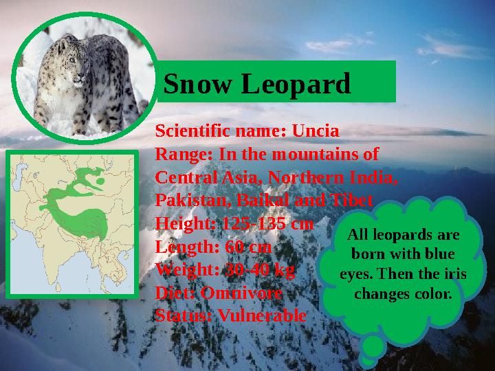 Snow Leopard Scientific name: Uncia Range: In the mountains of Central Asia, Northern India, Pakistan, Baikal and Tibet Heigh