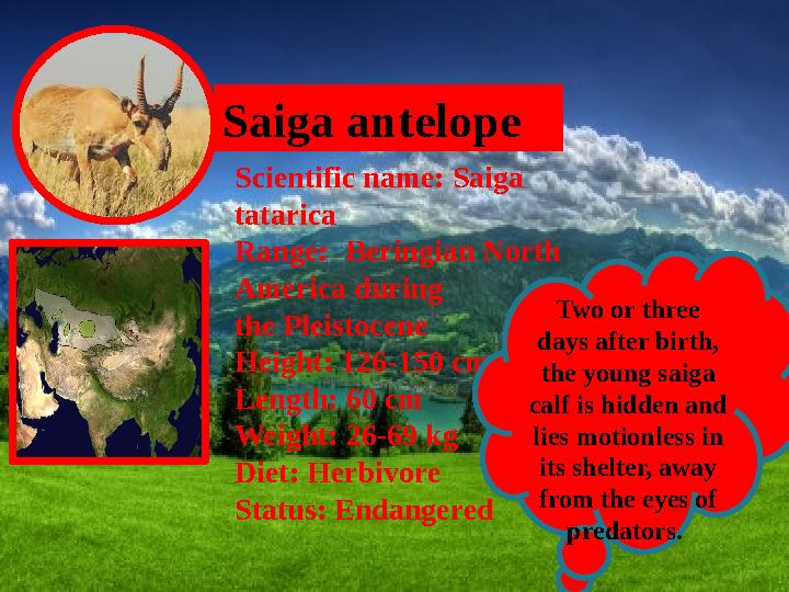 Saiga antelope Scientific name: Saiga tatarica Range: Beringian North America during the Pleistocene Height: 12 6 -1 50 c